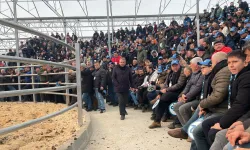 Trakya’nın ilk sütçü mezatı büyük ilgi gördü