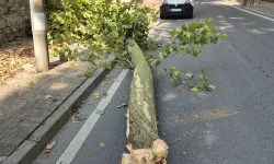 İstanbul'da 58 ağaç devrildi, 6 araç hasar gördü... Dikkat! Bu gecede etkili olacak
