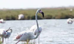 İzmir'de 'Flamingo Yolu' turları yeniden başladı