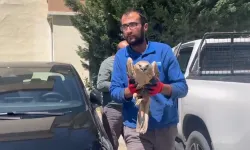 Kayseri Büyükşehir'den yaralı şahine yardım