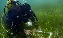 Pina ve deniz çayırları Marmara'ya hayat veriyor