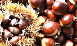 Bakanlık yüzde 75 destek veriyor Kapama kestane bahçesi projesi başvuruları başladı