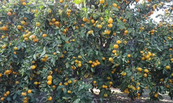 Fiyatı 2 liraya düştü! Tonlarca ürün ücretsiz dağıtıldı