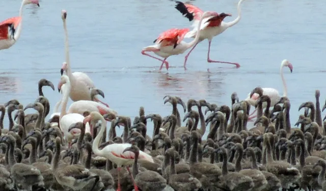 Flamingoların büyüleyici dünyası Bornova’da