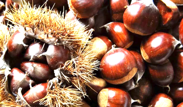 Bakanlık yüzde 75 destek veriyor Kapama kestane bahçesi projesi başvuruları başladı