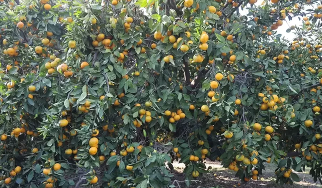 Fiyatı 2 liraya düştü! Tonlarca ürün ücretsiz dağıtıldı