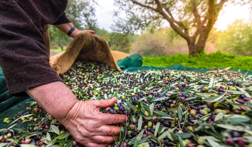 Türkiye sofralık zeytin ihracatında 210 milyon dolara ulaştı