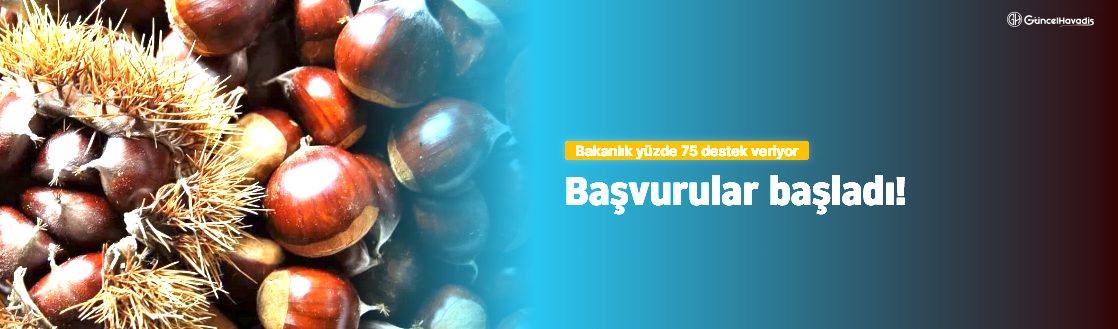 Bakanlık yüzde 75 destek veriyor Kapama kestane bahçesi projesi başvuruları başladı